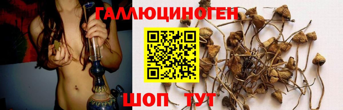 Псилоцибиновые грибы Psilocybine cubensis Нягань